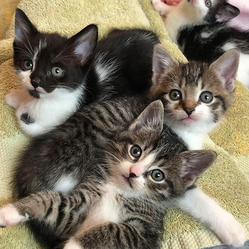 METR_ORG_LOGOS_FeliciasFelineFosterAndRescue
